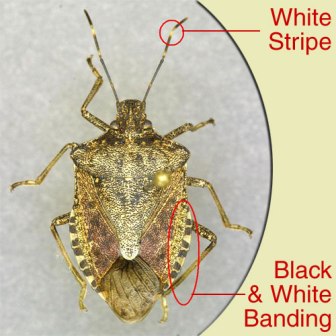 Stink Bug - Courtesy of Rutgers Cooperative Extension